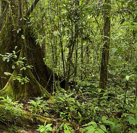 Shorea tree forest - the source of Luan plywood