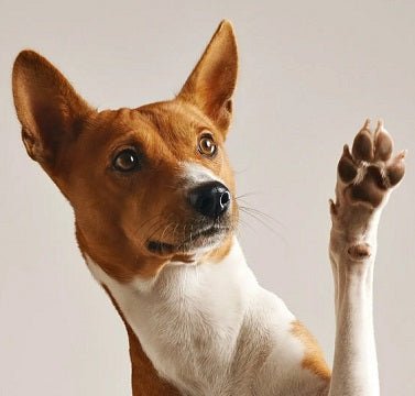 Basenji dog with a raised paw on a plain background - Ply Online