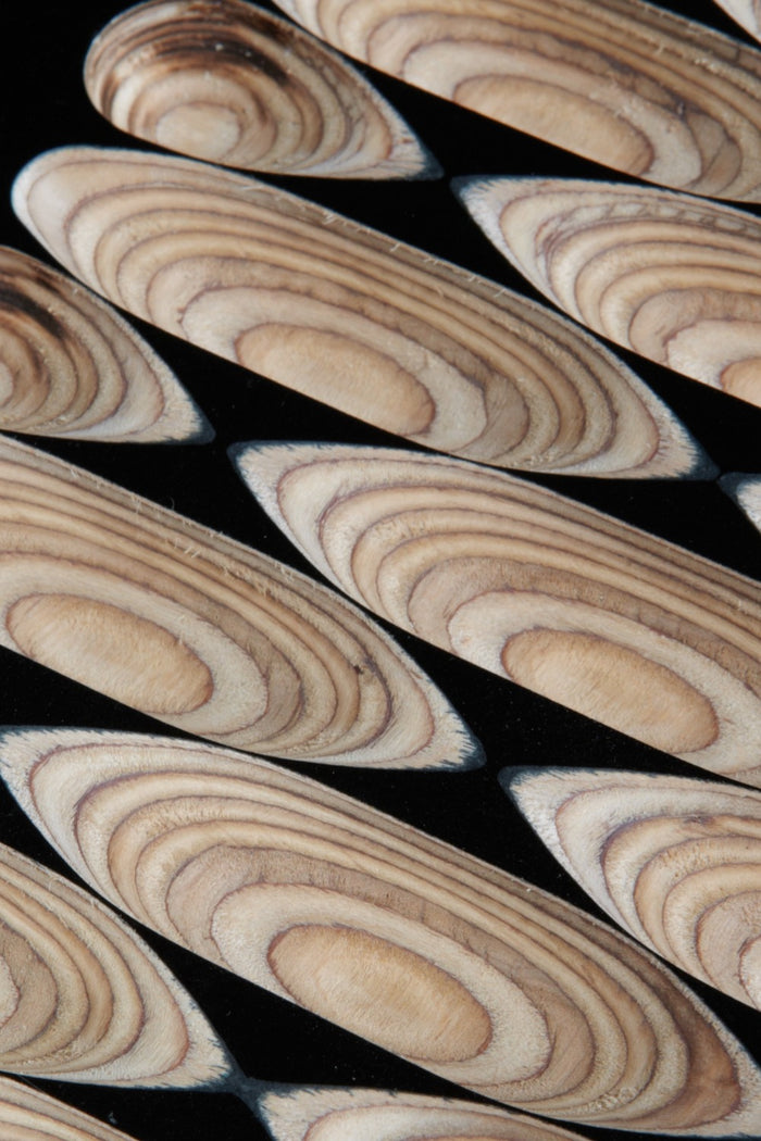 Plywood sample with visible wood core