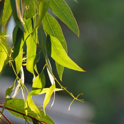 Eucalyptus leaves