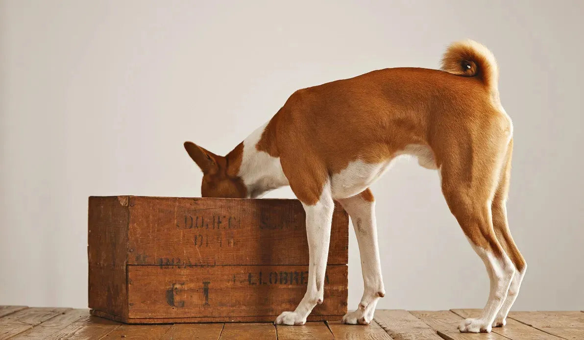 Brown and white dog with head inside plywood box on wooden floor, indoor setting