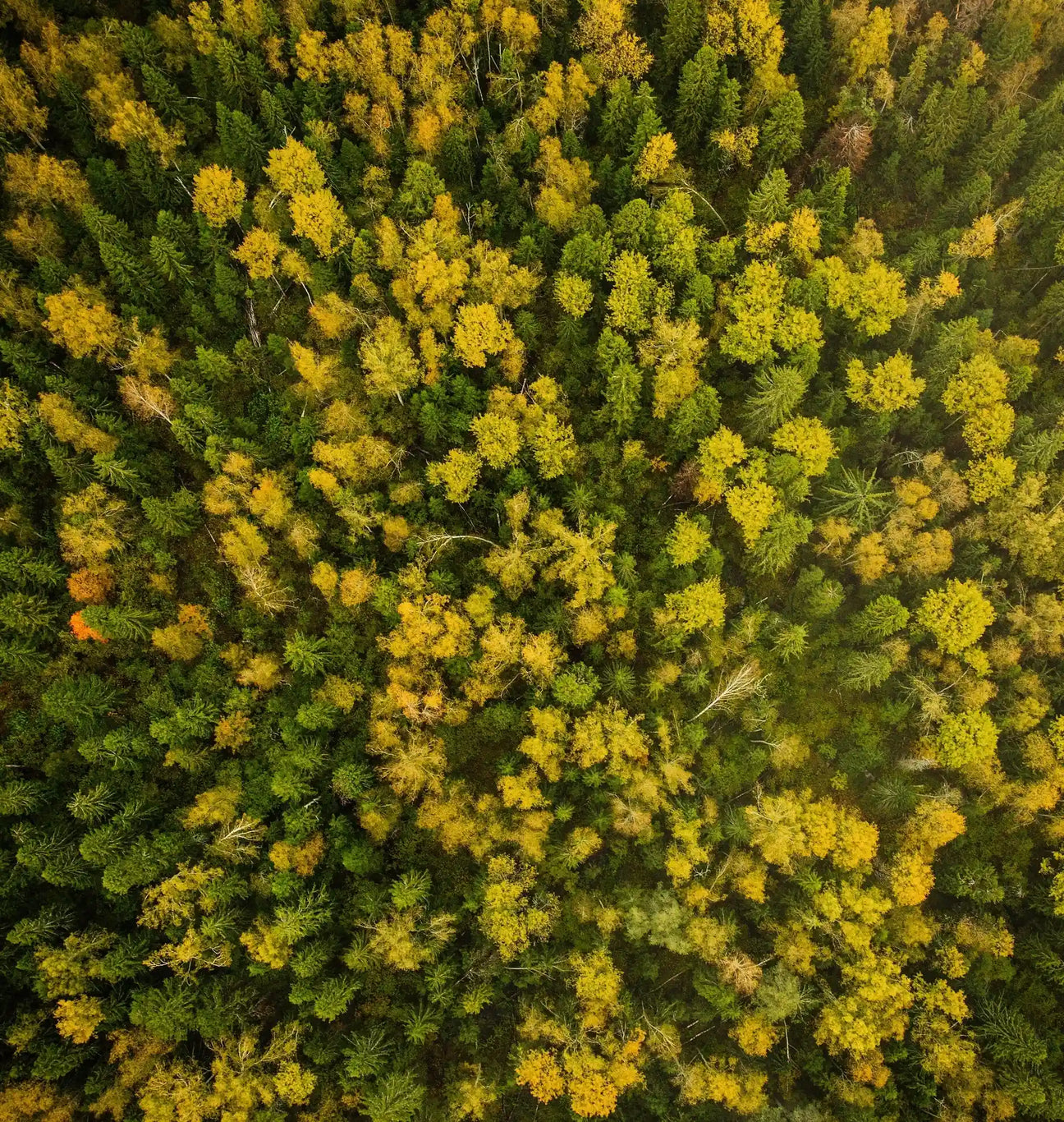 Autumn forest - aerial view 