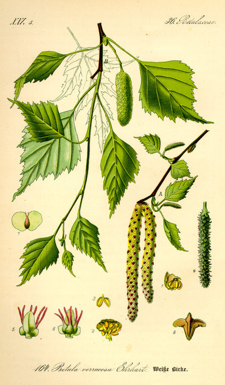 Betula Pendula (european white birch) branches and flowers, illustrated in detail, in book "Flora of Germany Austria and Switzerland" (1885) by Otto Wilhelm Thome 