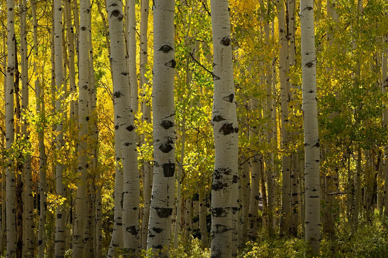 Birch Forest by Plywood Supplier Ply Online