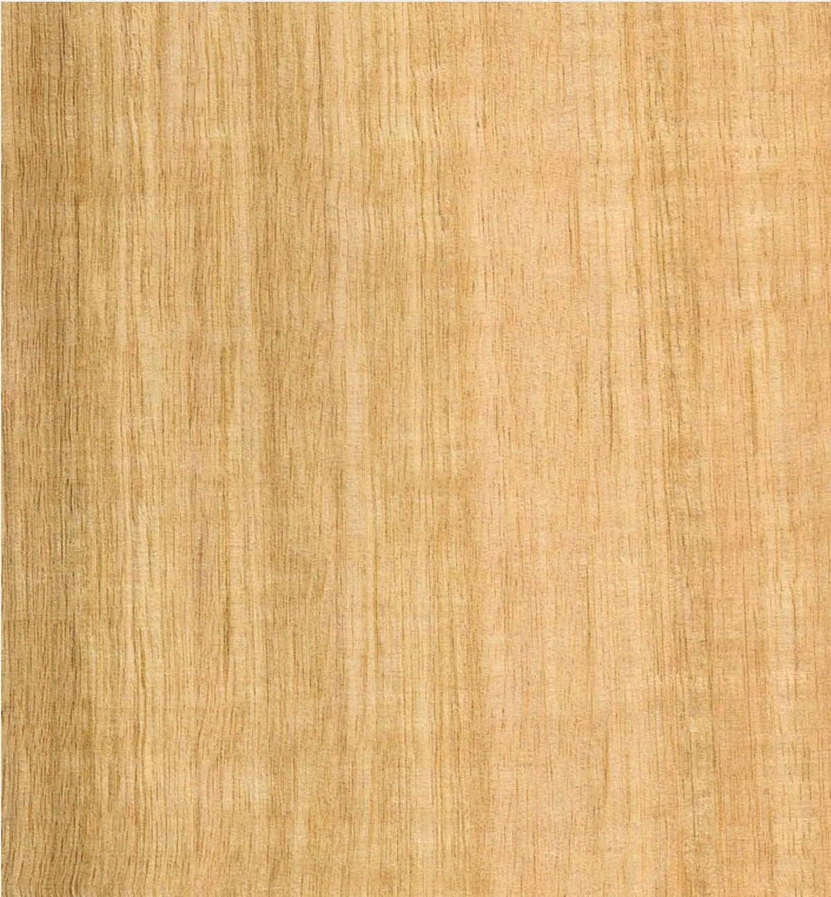 Tasmanian oak veneer on poplar plywood panel with natural wood grain texture